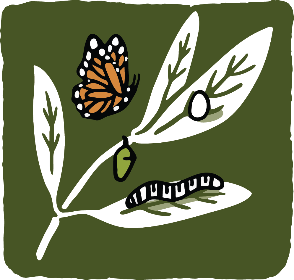 Monarch Lifecycle Sticker